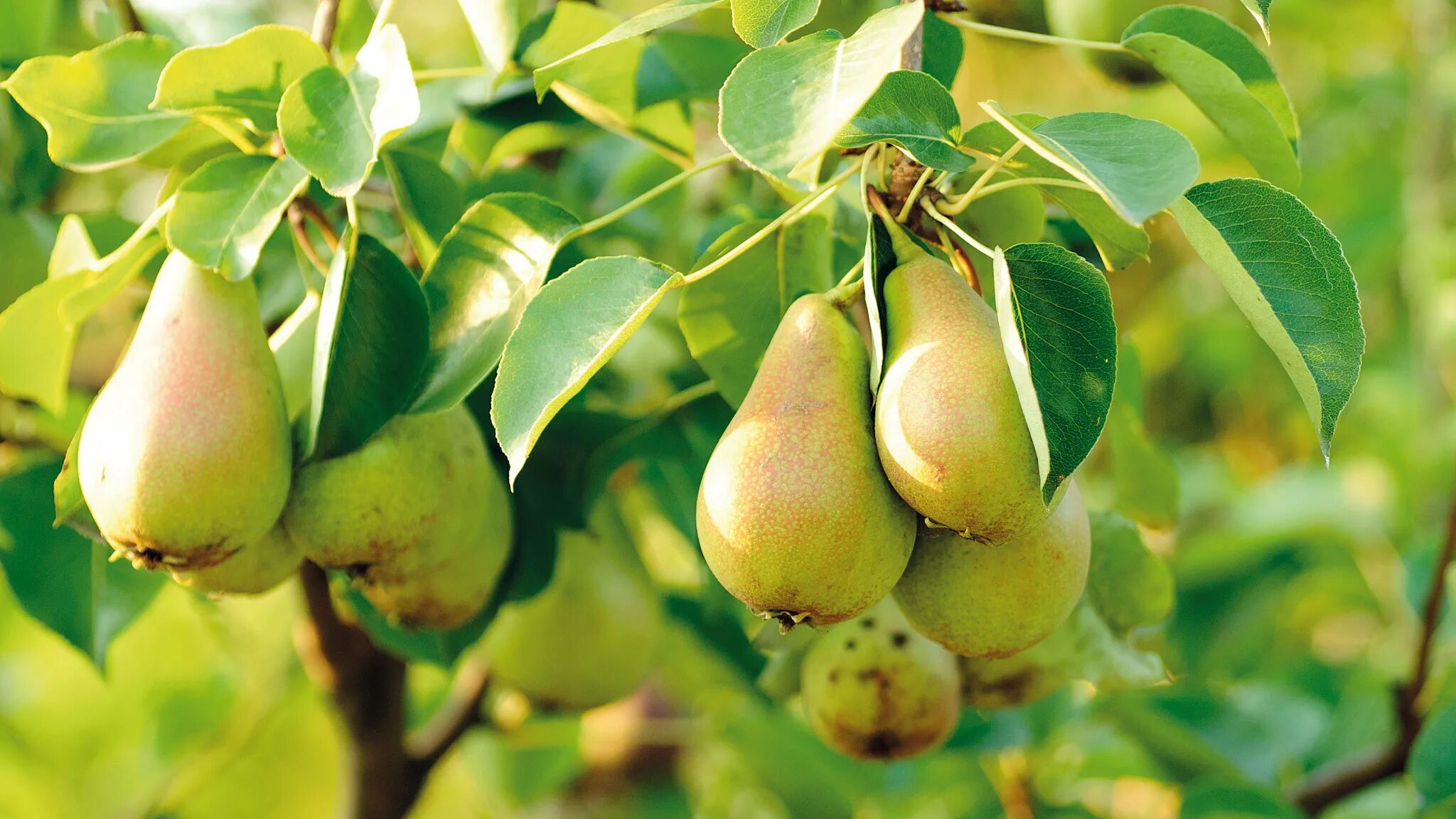 10+Types+of+Pear (637 × 733) Pear fruit, Fruit, Fruits and veggies