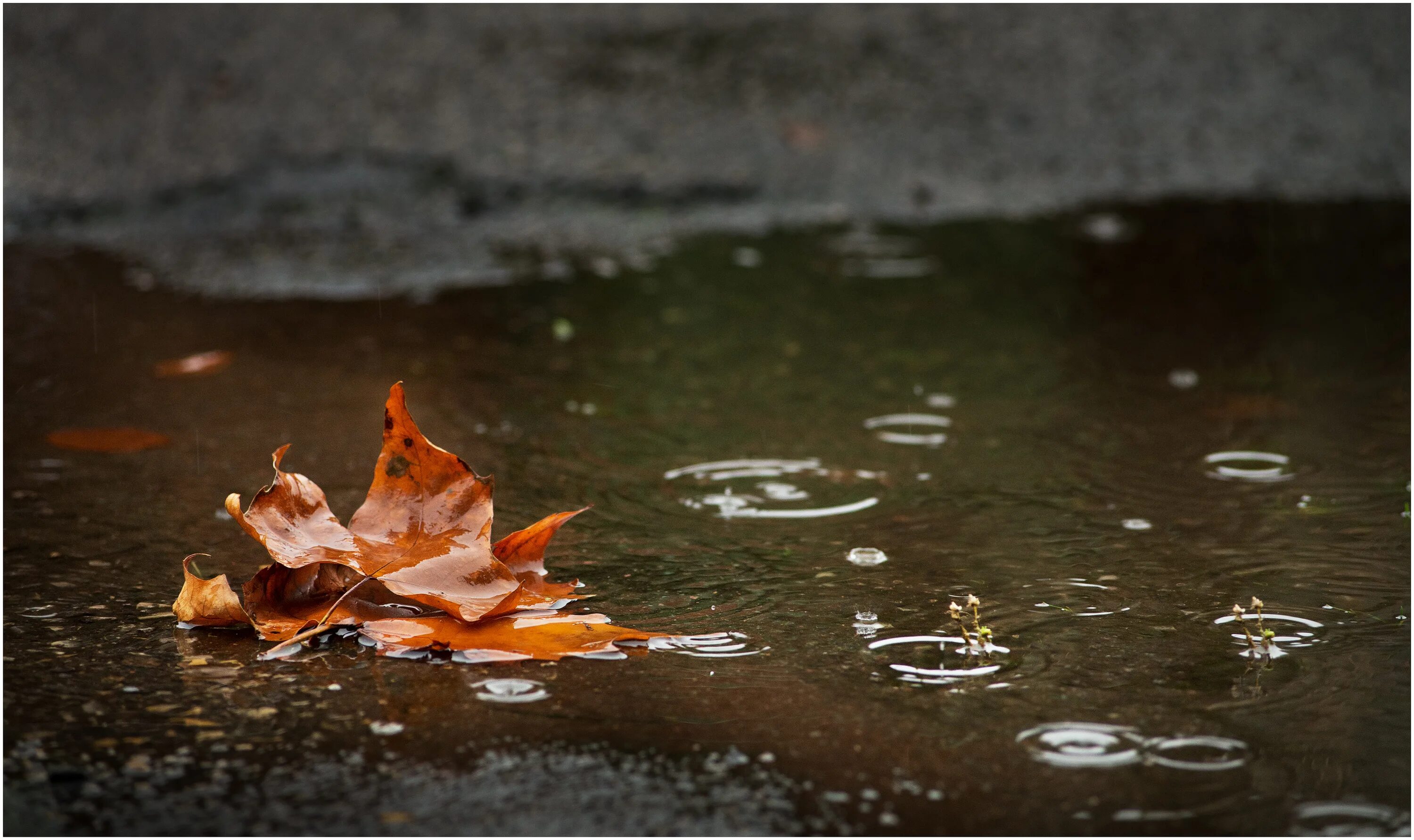 Падающие листья в воду. Дождливая осень. Лужи осенью. Дождь осенью. Осень лужи.