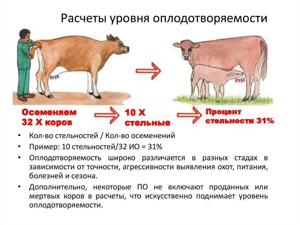 Схема искусственного осеменения коров. Охота у коров схема. Искусственное осеменение крупного рогатого скота. Оплодотворяемость коров. 1 признаки коров