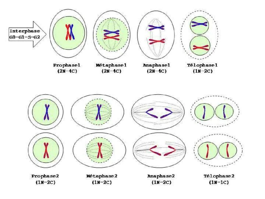 Мейоз анафаза 2 набор хромосом. Лептотена мейоза 1. Анафаза мейоза 2. Схема мейоза в картинках. Митоз и мейоз.