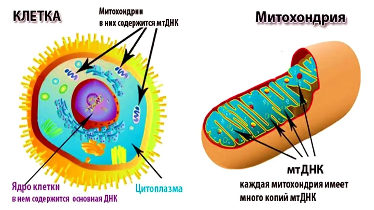 Строение ядра митохондрии. Хромосомы и митохондрии в ядре.