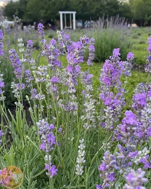 поля лаванды. лавандовое лето солнечная ул 26 село кочетовка. лавандовая ферма воронежская область. лавандовая ферма село кочетовка. лавандовое лето солнечная ул 26 село кочетовка.