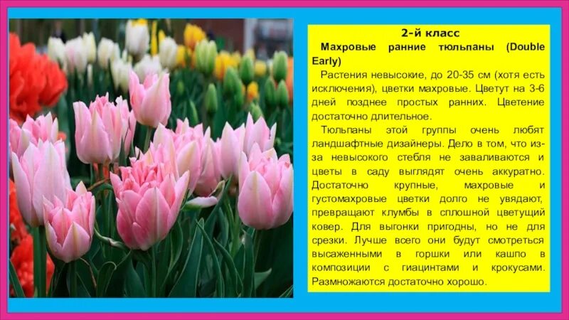 Сколько тюльпаны могут стоять в воде. Тюльпаны махровые ранние Tulipa Double early. 2 Класс - махровые ранние тюльпаны. Описание тюльпана. Тюльпаны лилиецветные сорта.