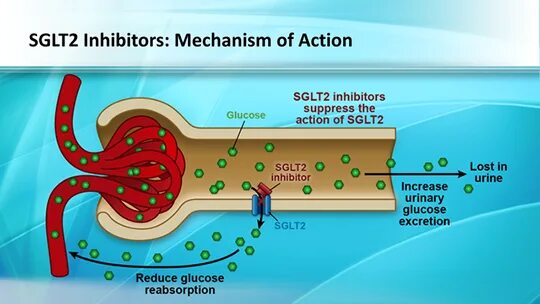 Ингибиторы sglt2 механизм действия. Ингибиторы натрий-глюкозного котранспортера 2 типа. Натрий глюкозный котранспортер 2 типа. Sglt2. Ингибиторы глюкозного котранспортера
