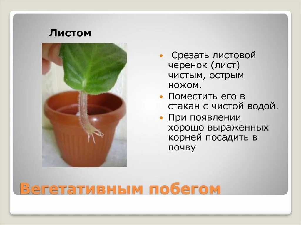 Черенкование комнатных растений лабораторная работа 6 класс. Лабораторная по биологии 6 класс черенкование комнатных растений. Вегетативное размножение комнатных растений 5 класс. Вегетативное размножение комнатных растений 6. Вегетативное размножение черенками 6 класс.