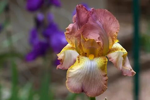Iris professional