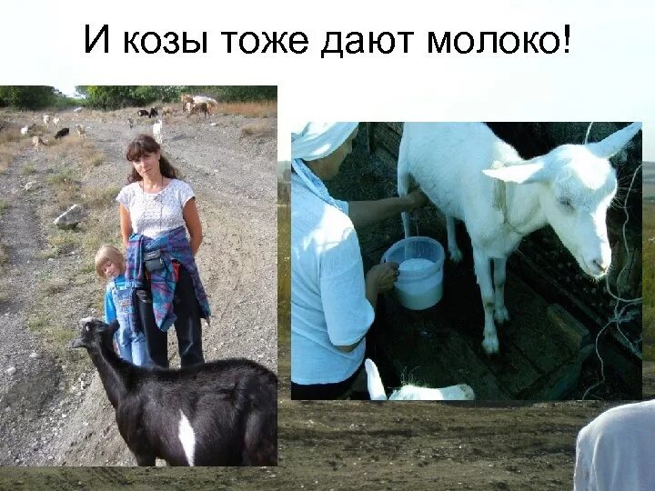 Сколько литров дает коза. Коза молоко. Коза дает молоко. Сколько молока дает коза. Сколько даёт молока каза.