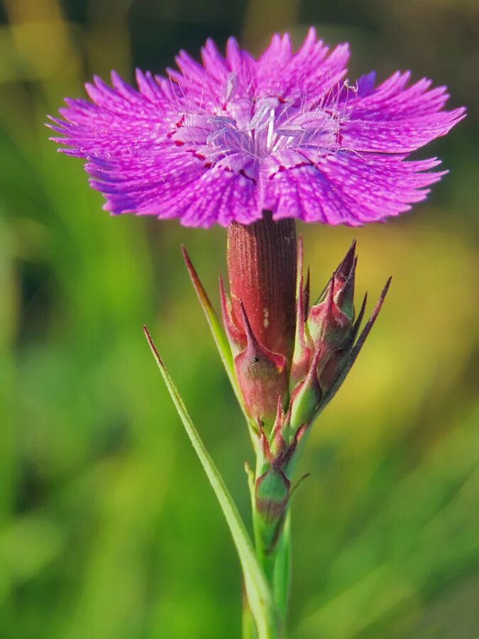 Гвоздика травянка лесная. Гвоздика травянка луговая. Гвоздика-травянка луговой цветок. Гвоздика полевая. Гвоздика-травянка луговой цветок.