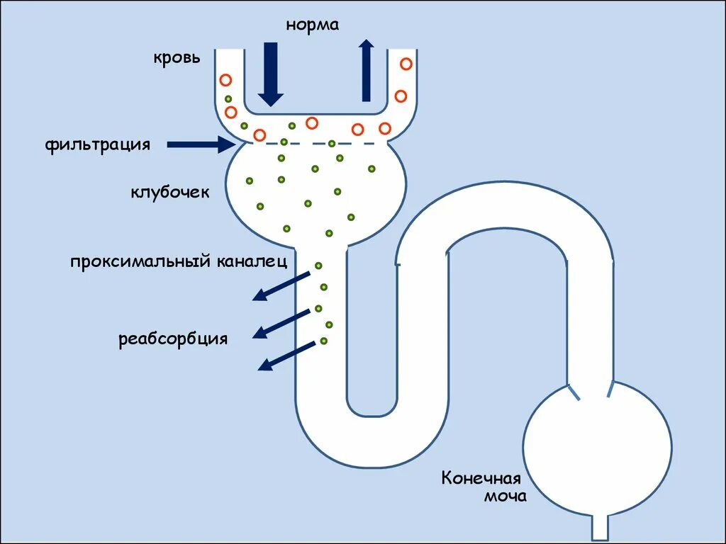 Образование вторичной мочи фильтрация крови образование плазмы. Нефрон фильтрация и реабсорбция. Фильтрация и реабсорбция в почках. Схема реабсорбции в нефроне. Реабсорбция в почках.