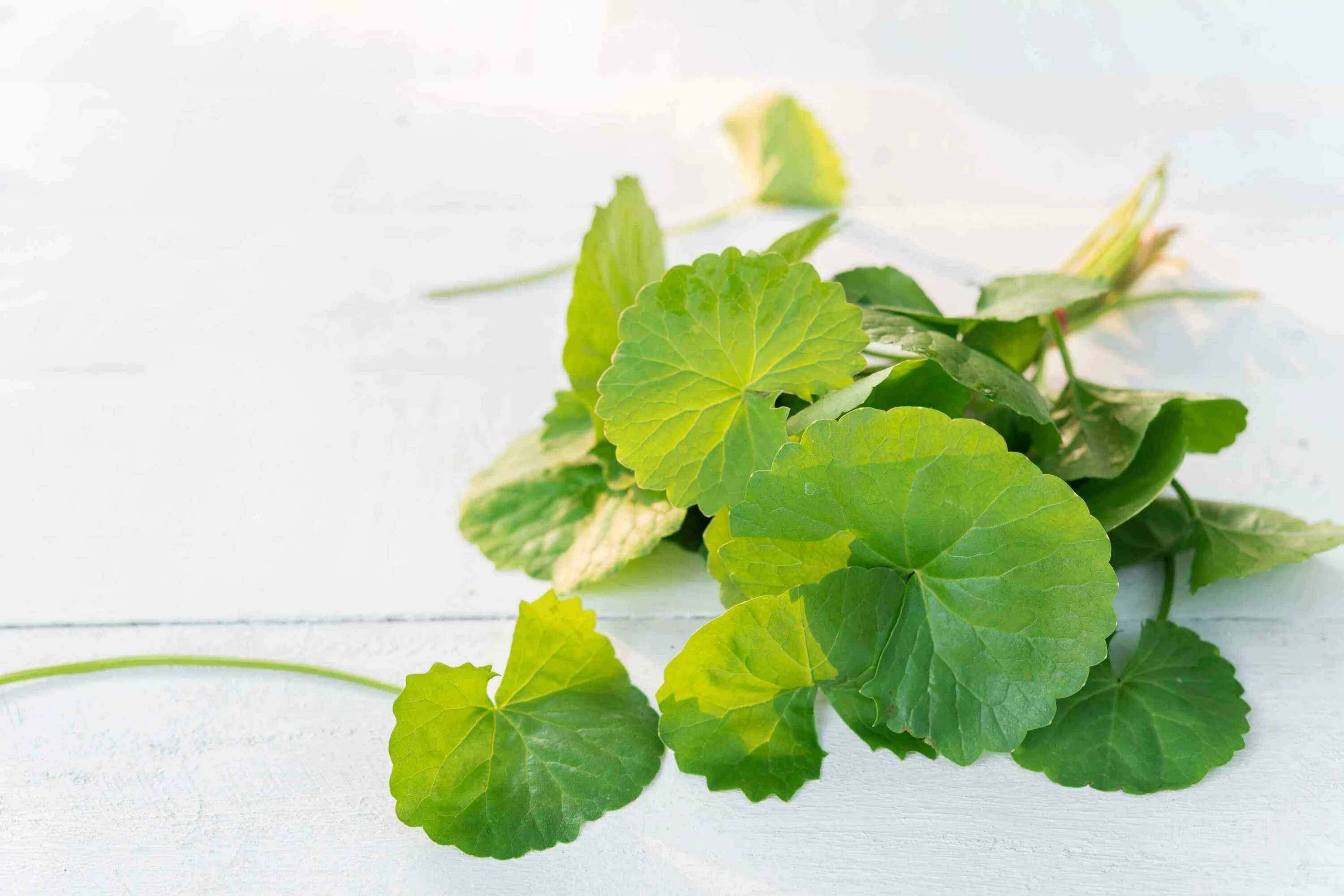 Центелла азиатская (Готу кола). Центелла азиатская Centella Asiatica. Экстракт листьев центеллы азиатской. Hydrocotyle (центелла азиатская).