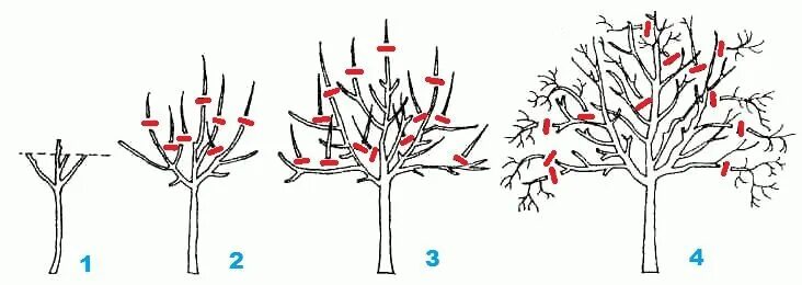 Обрезать грушу весной для начинающих как правильно. Обрезка яблонь груш весной схема. Схема обрезки яблони весной. Схема обрезки яблони осенью. Формирующая обрезка груши весной.