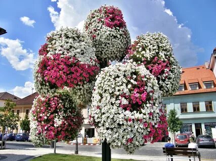 Большие уличные цветы