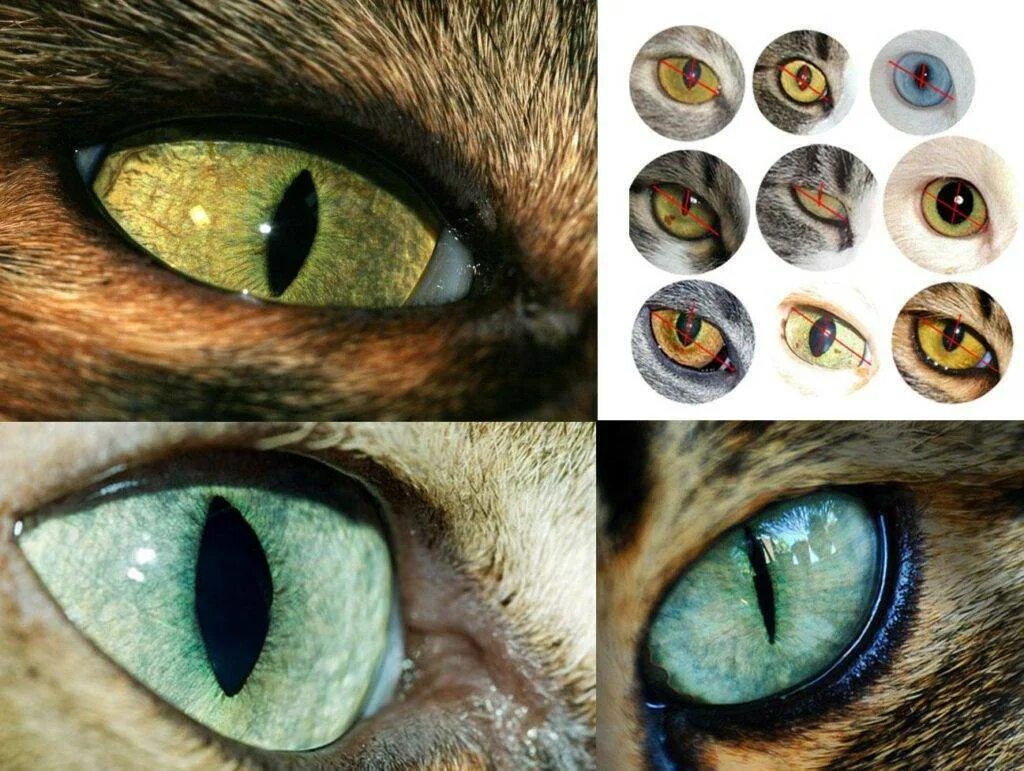 Глазки бывают. Зрачок кошки. Глаза кошки. Кошачий глаз. Необычные глаза животных.