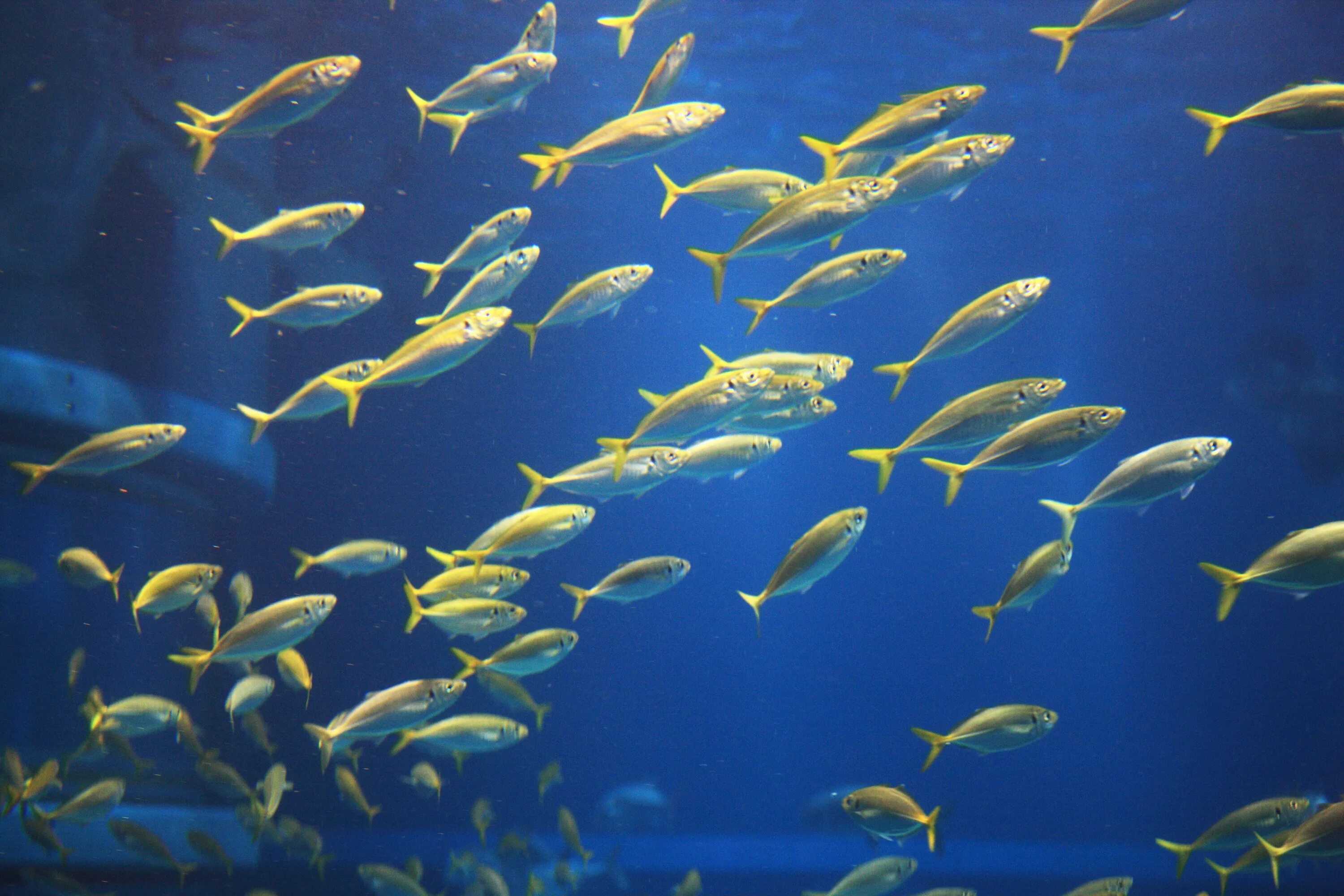 Много рыб плавают. Ихтиофауна японского моря. Мелкие рыбки. Стая рыб. Стая рыб в море.