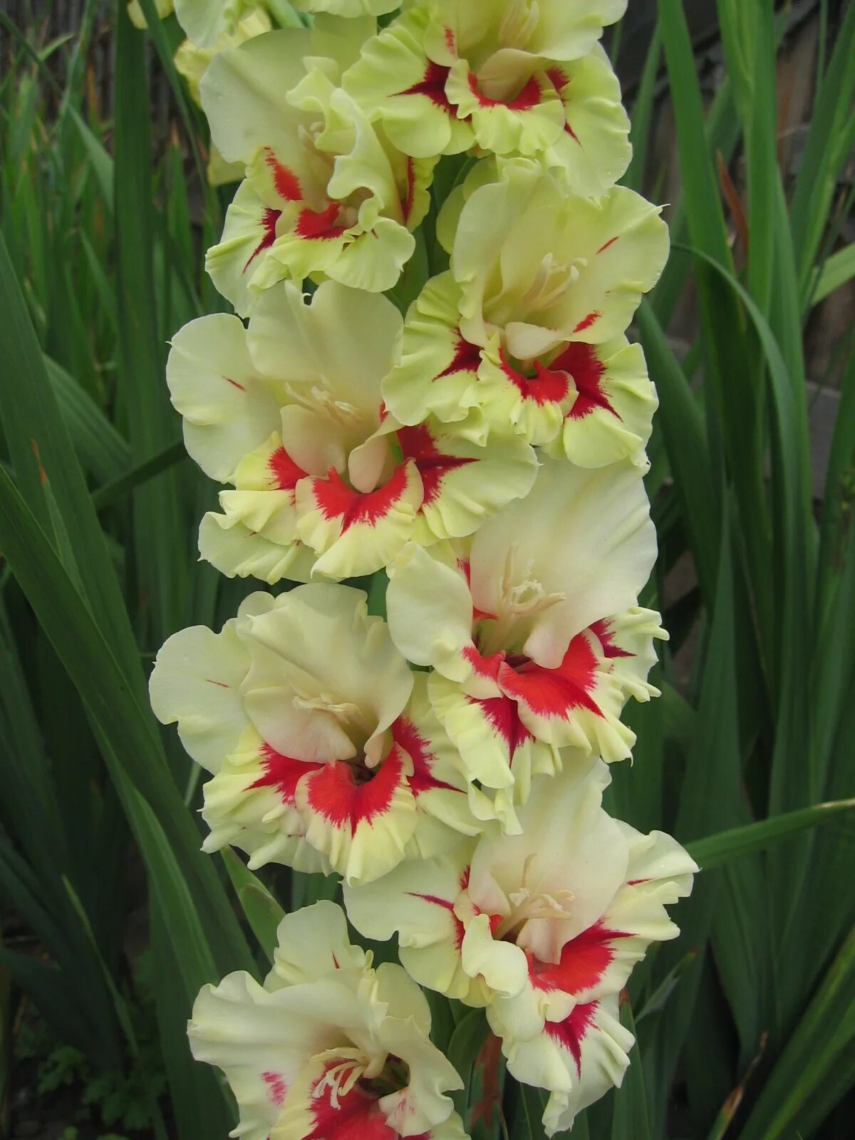 гладиолус сорт византиец. гладиолусы каталог 2024.