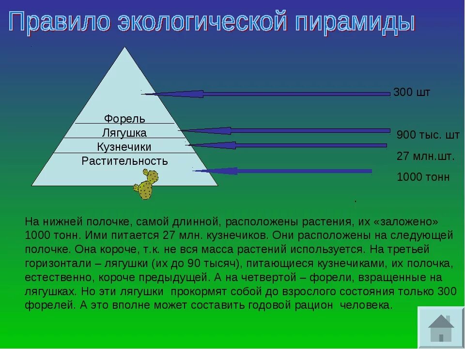 Отражены правило. Правило экологической пирамиды. Пирамида по экологии. Экологические пирамиды правило пирамид. Экологическая пирамида с человеком.