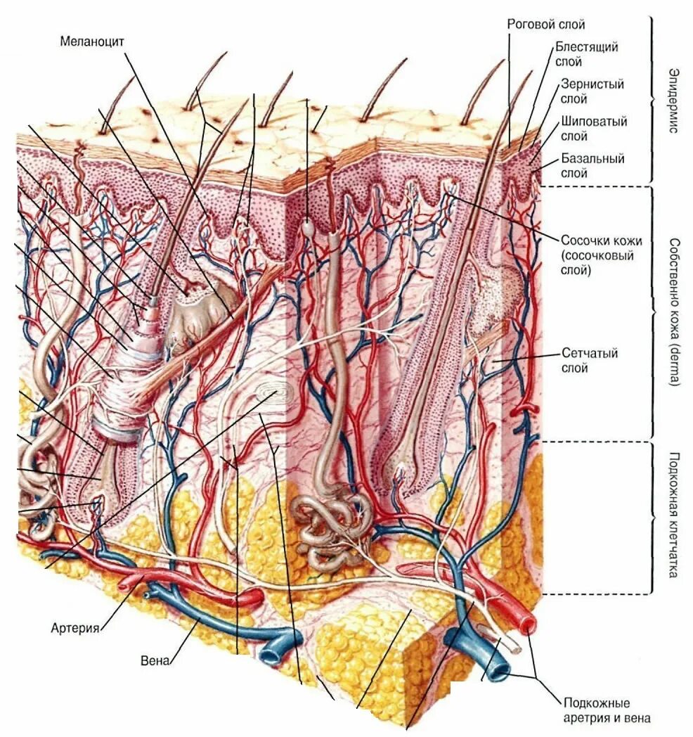 Строение кожи дерма сосочковый слой. Сосочковый и сетчатый слой дермы. Сетчатый слой дермы сосуды. Строение сосочкового и сетчатого слоя кожи.