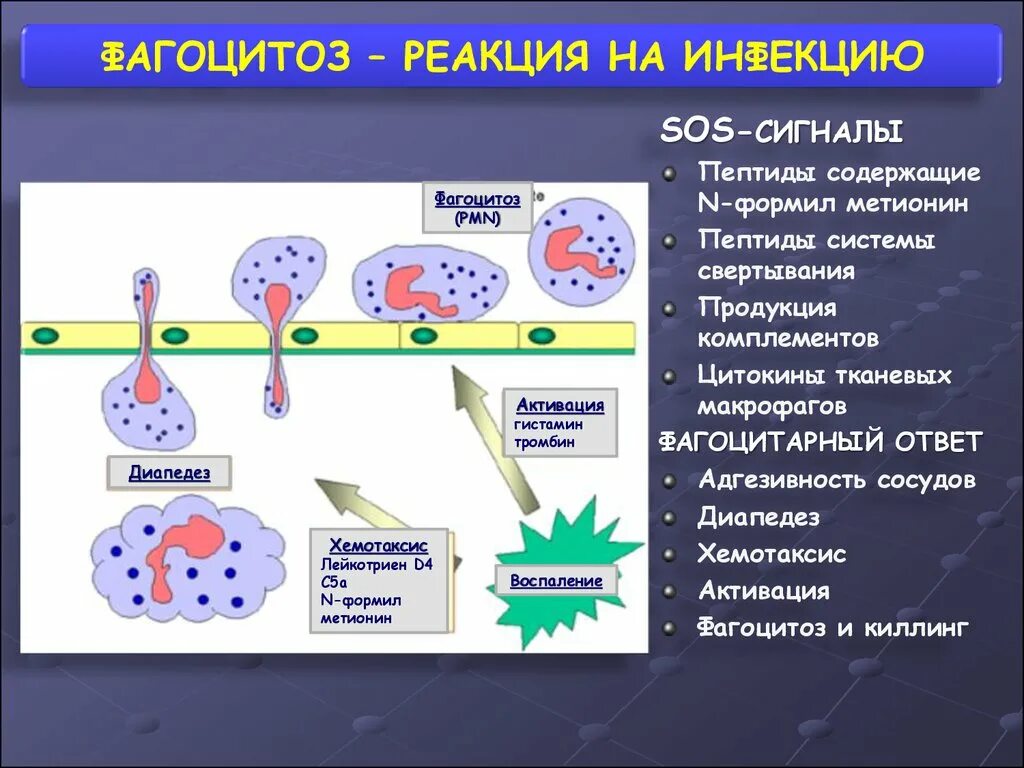 Иммунные клетки макрофаги. Макрофаги фагоцитоза иммунология. Киллинг фагоцитоз. Схема иммунного фагоцитоза. Цитокины макрофагов.