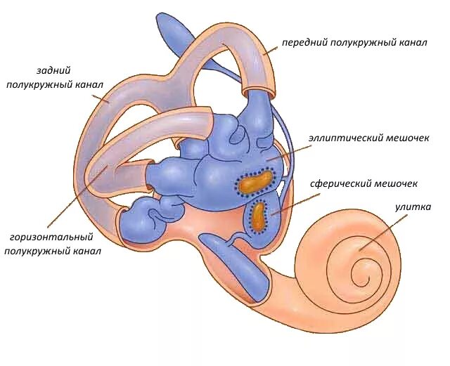 Три полукружных канала в ухе. Внутреннее ухо анатомия вестибулярного аппарата. Вестибулярный аппарат преддверие улитка. Строение уха и вестибулярного аппарата. Строение полукружных каналов внутреннего уха.