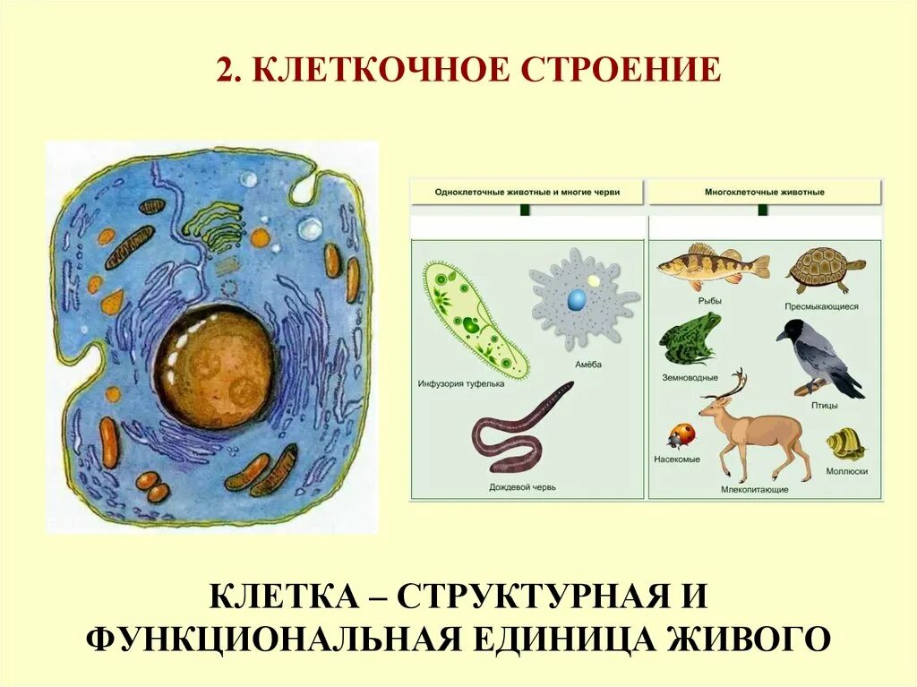 Жизненные свойства организмов