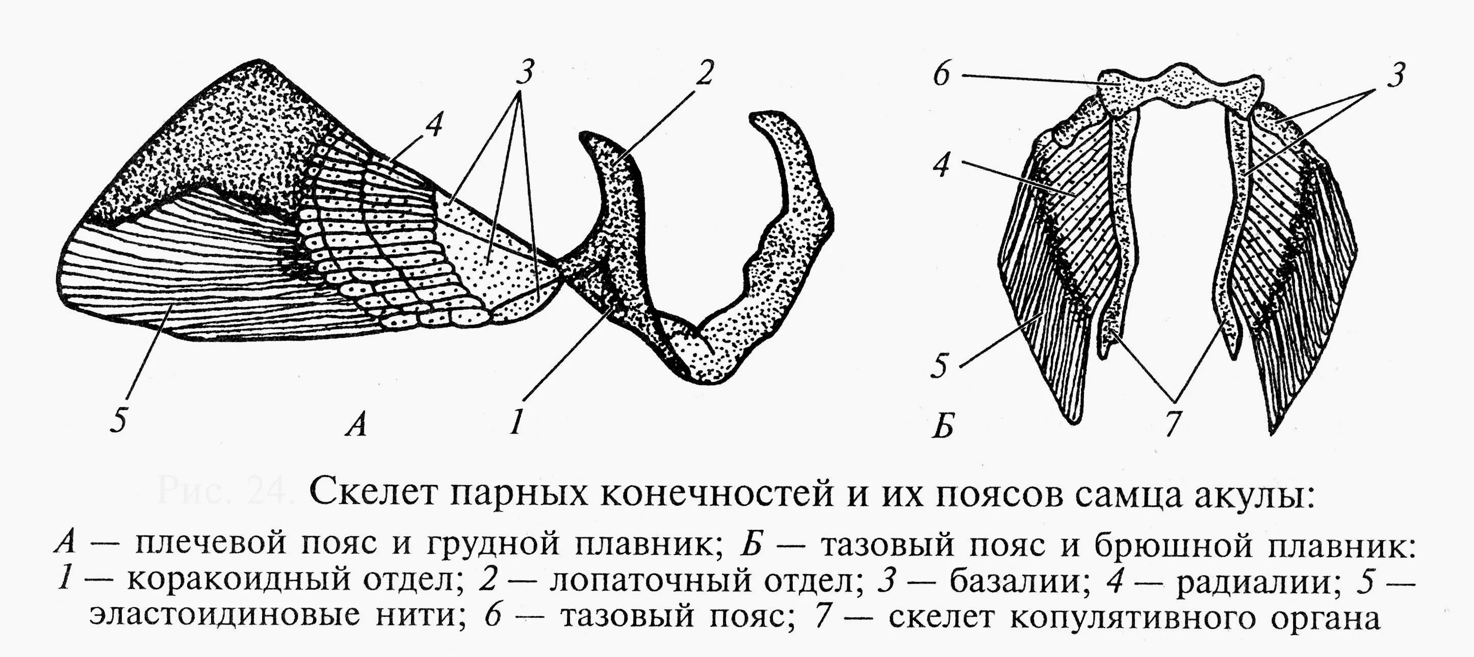 Скелет парных конечностей