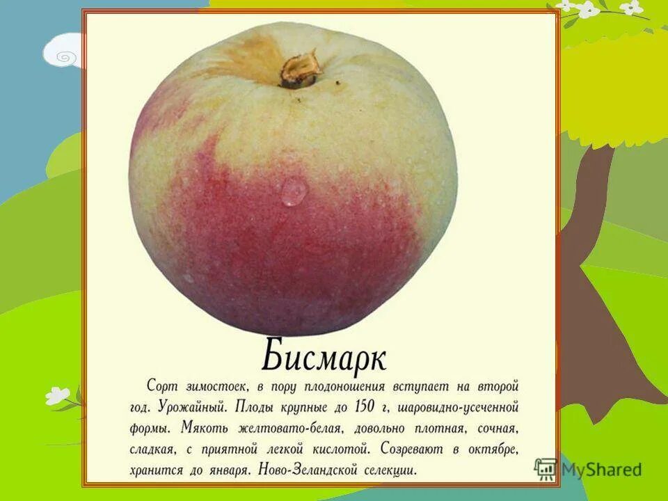 Краткое содержание салодкие яблоки. Бисмарк сорт яблони. Описание сортов яблок. Описание яблока. Сорта яблок в картинках с названиями.