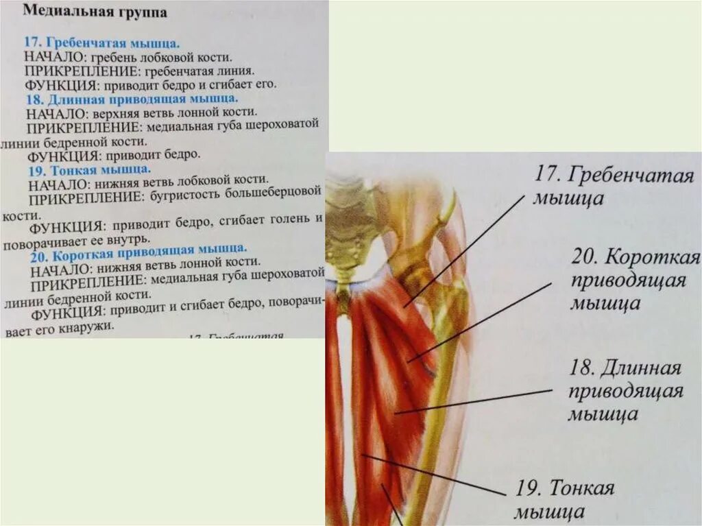 Начало прикрепление функции мышц. Гребенчатая мышца бедра анатомия. Начало и прикрепление короткой приводящей мышцы. Гребенчатая мышца начало и прикрепление. Медиальная губа шероховатой линии бедренной.