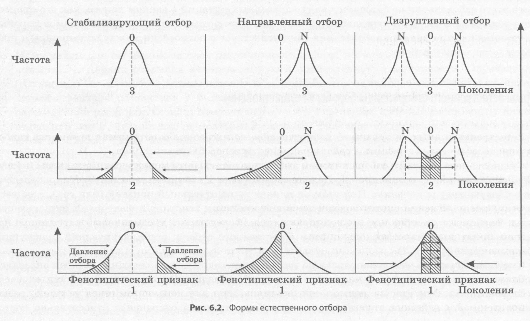 Пользуясь рисунком определите какую форму отбора. Диаграммы разных форм естественного отбора. схема действия стабилизирующего отбора. движущая форма естественного отбора график. формы отбора движущий стабилизирующий дизруптивный.