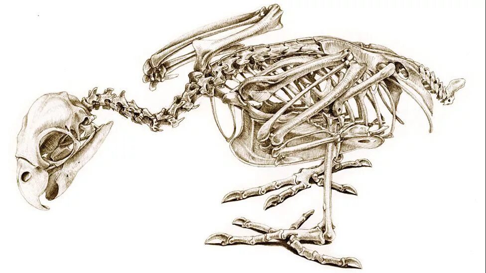 Анатомия волнистого попугая. Скелет попугая жако. Строение скелета волнистого попугая. Птичий скелет.