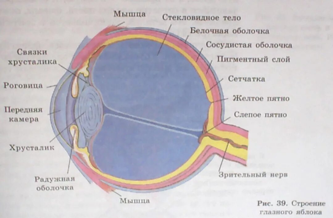 Отметьте верные утверждения белочная оболочка глаза. Оболочки глаза 1) белочная 2) сосудистая 3) сетчатка. Сетчатка сосудистая белочная оболочки глазного. Строение наружной оболочки глаза. Средняя сосудистая оболочка глаза.