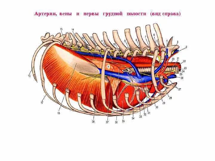 Анатомия сосудов брюшной полости у собаки. Анатомия грудной полости кошки. Анатомия грудной полости собаки. Нервы грудной полости. Артерии и вены животных