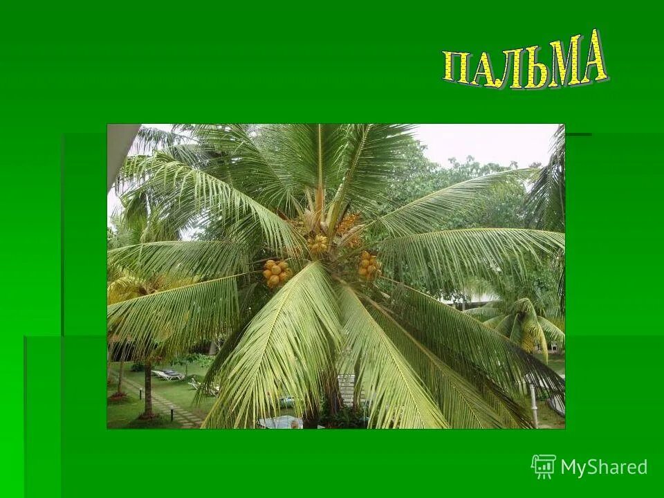 Пальма где растет природная зона. Пальма для презентации. Пальмы Южной Америки. Проект пальмы. Пальма презентация для дошкольников.