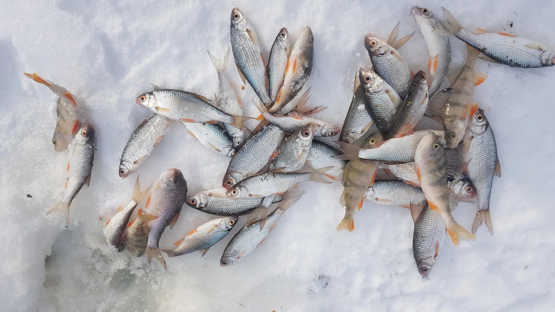 Зимняя рыбалка. Зимняя рыбалка на Оби. Рыбалка на Оби зимой. Зимняя рыбалка в Сибири. Зимние оби