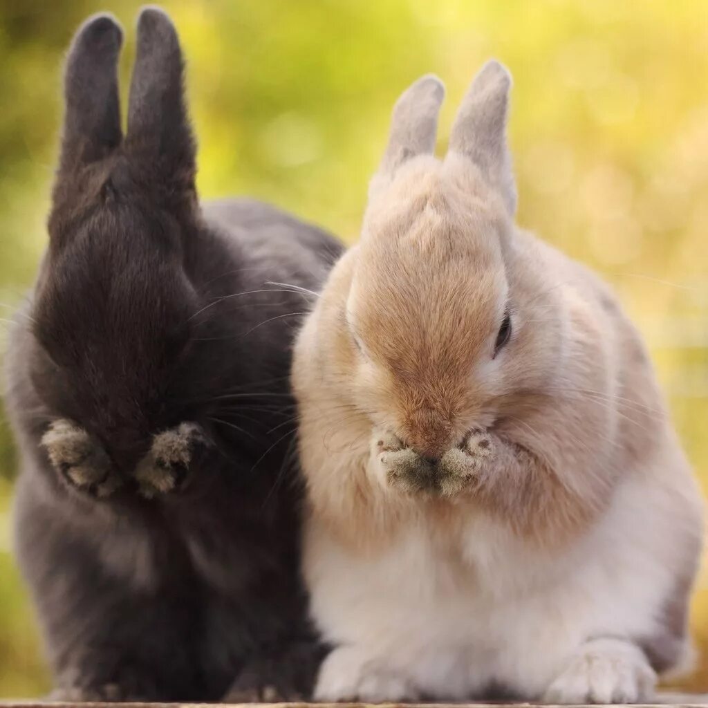 Rabbit 2