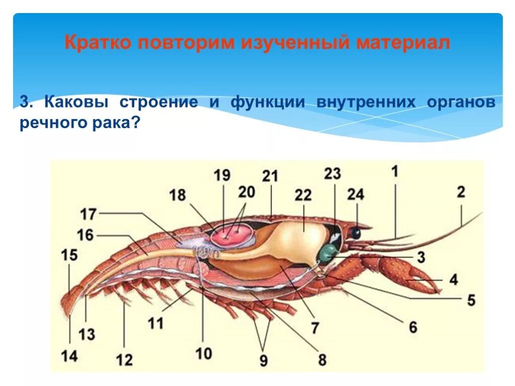 Тело рака разделено. Строение головогруди ракообразных. Строение ракообразных 7 класс. Внутреннее строение ракообразных. Внешнее строение ракообразных.