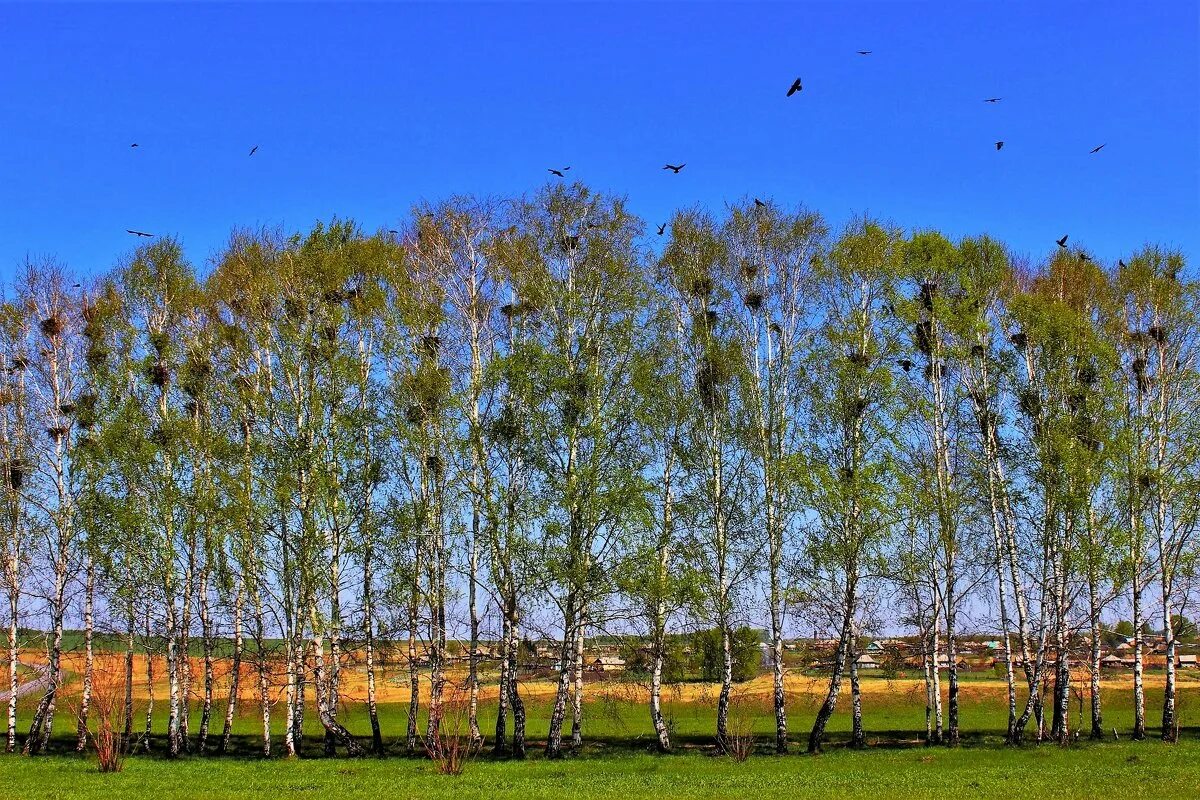 березовая роща и грачи. книжка первое солнышко геннадий яковлевич снегирев. сочинение про березовую рощу и грачей. грачи в роще. березовая роща и грачи.
