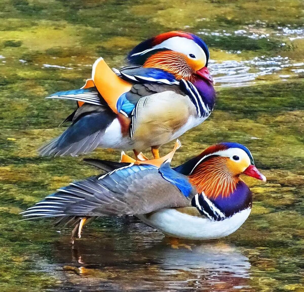 Две уточки