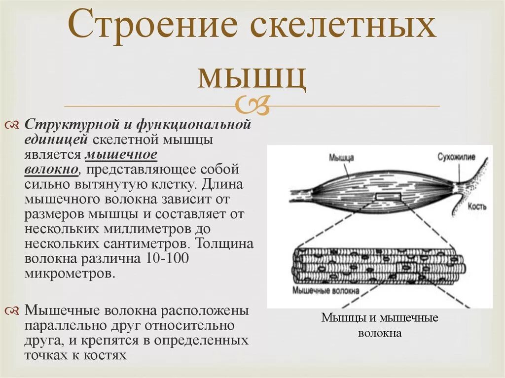 Строение и функции скелетных мышц. Структурно-функциональная единица скелетной мышечной ткани. Структурно-функциональное строение скелетных мышц. Строение скелетной мышцы. Структура и функция мышц