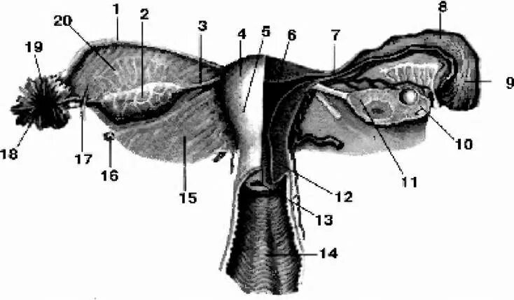 Воронка маточной трубы анатомия. Перешеек маточной трубы. Маточная труба воронка ампула. Перешеек маточной трубы анатомия. Ракушка женский орган