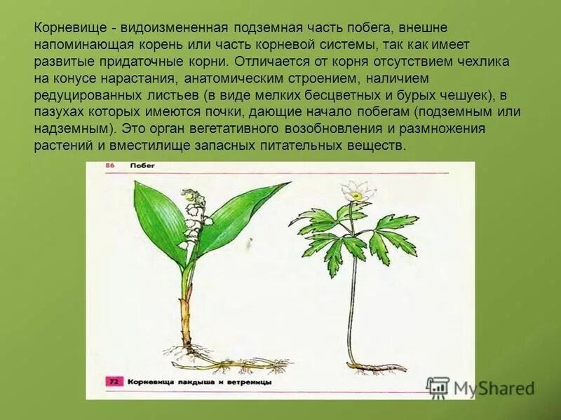 Отличить корень. Отличие корневища от корня. Корневище отличается от корня. Как отличается корневище от корня. Отличие корня от побега.