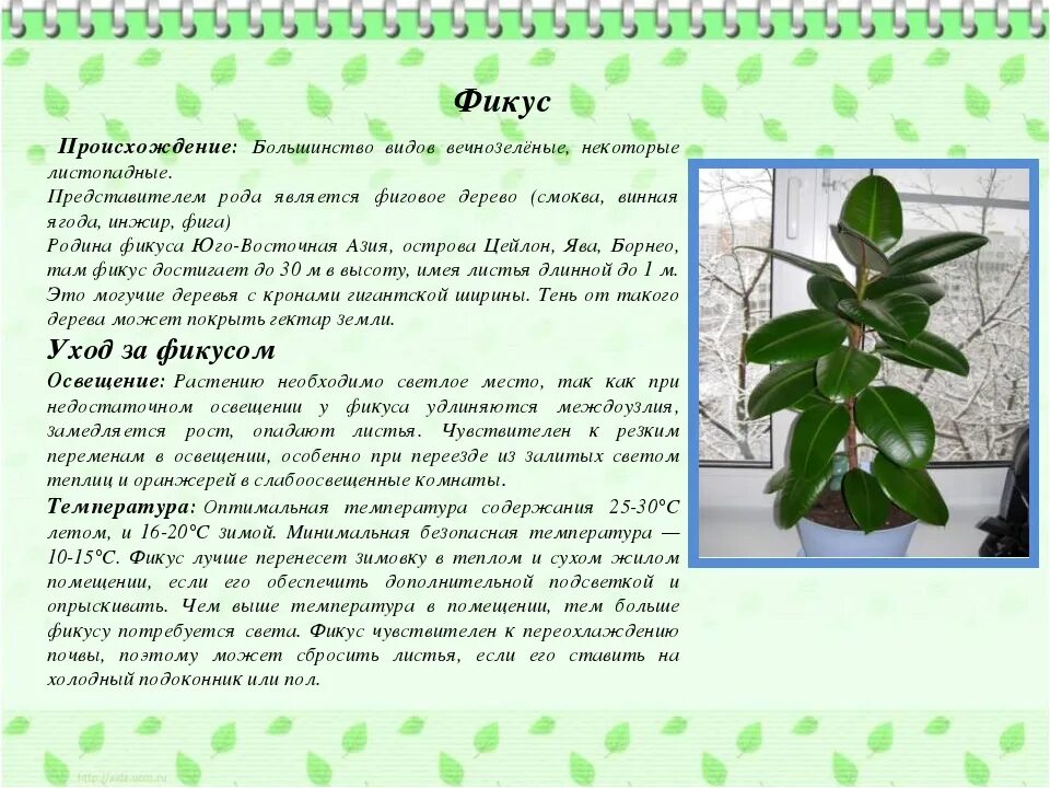 Фикус слова. Родина фикуса Бенджамина комнатного растения. Фикус Бенджамина Родина происхождения. Фикус Бенджамина Даниэль Родина растения. Фикус Бенджамина Родина растения 2 класс.