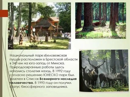 Беловежская пуща сообщение