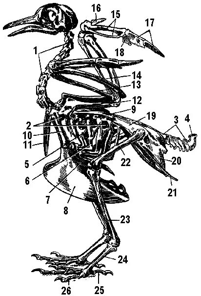 Внутреннее строение птиц скелет. Кости позвоночника скелета птицы. Строение кости скелета птицы. Скелет птицы лобковая кость. Скелет голубя спереди.