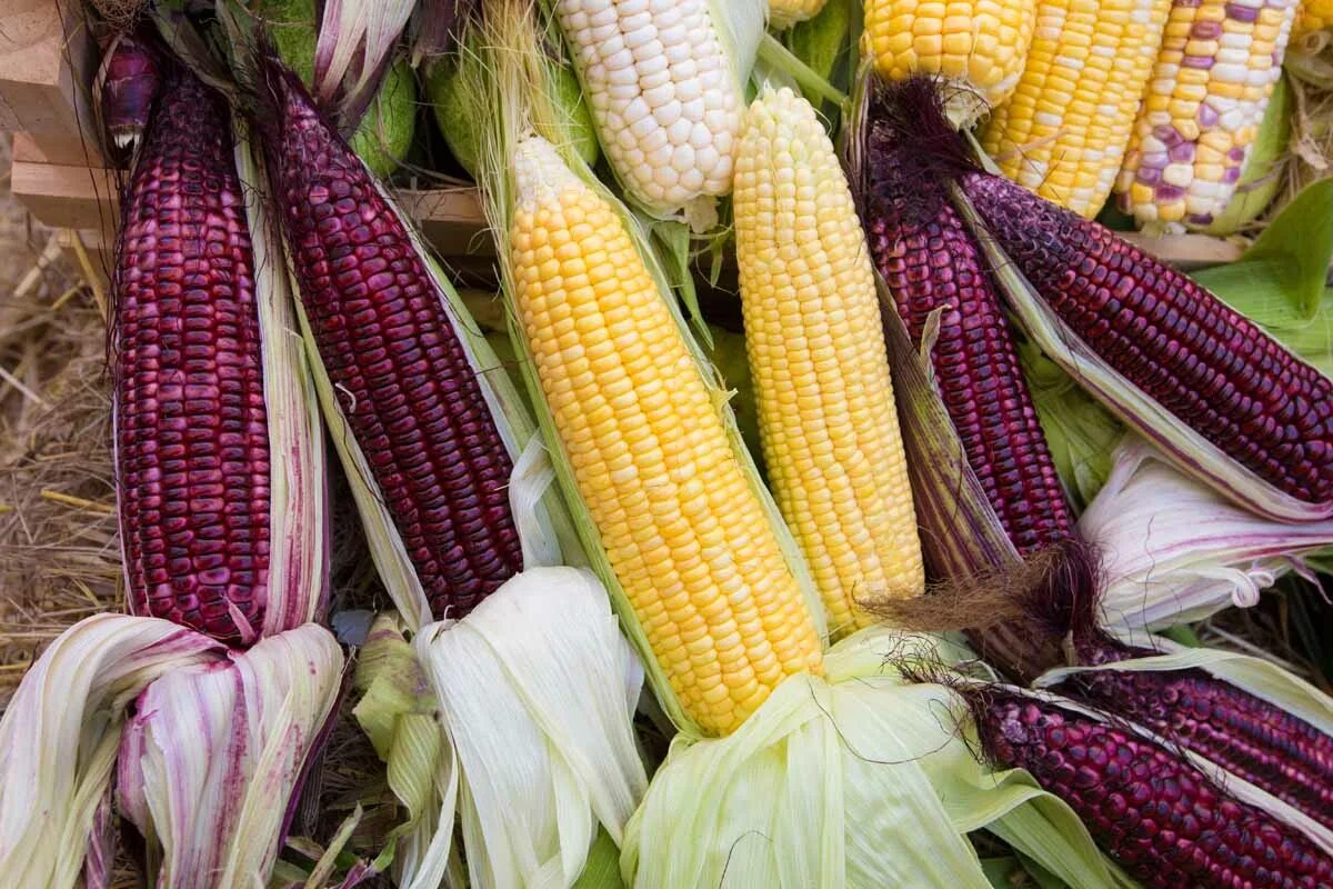 Corn 40. Плод кукурузы зерновка. Corn 40. Поп-корн t#is popcorn 150гр. Кукурузы else corn 40гр.