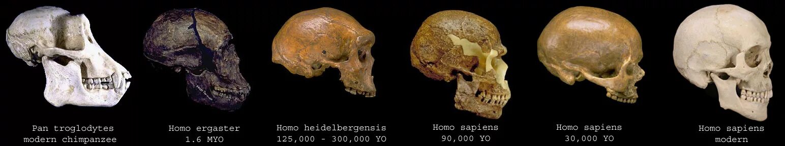 Череп хомо хабилис и австралопитека. Антропогенез черепа. Мозг древнего человека и современного