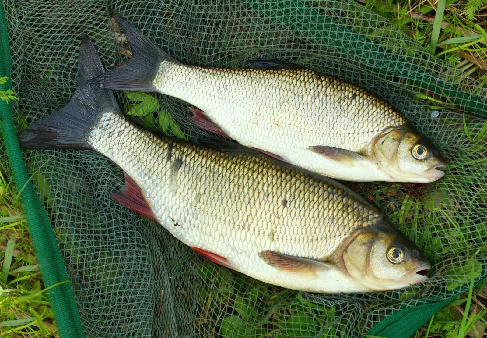 Язь компакт. Язь Озерный. Язь Leuciscus idus. ZPM. Язь фото.