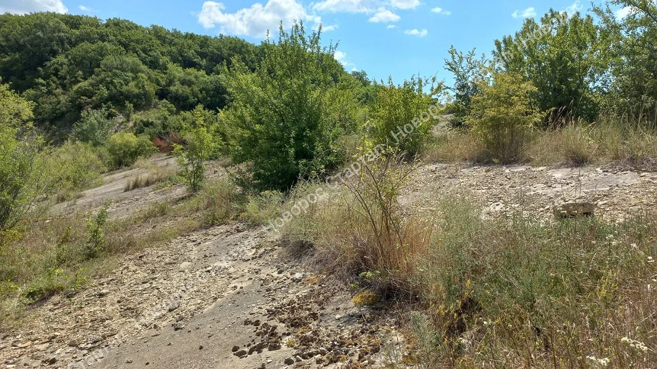 Горы новороссийска лес. Леса новороссийска. Леса краснодарского края. Цемесская роща новороссийск фото. Цемесская роща беседки.