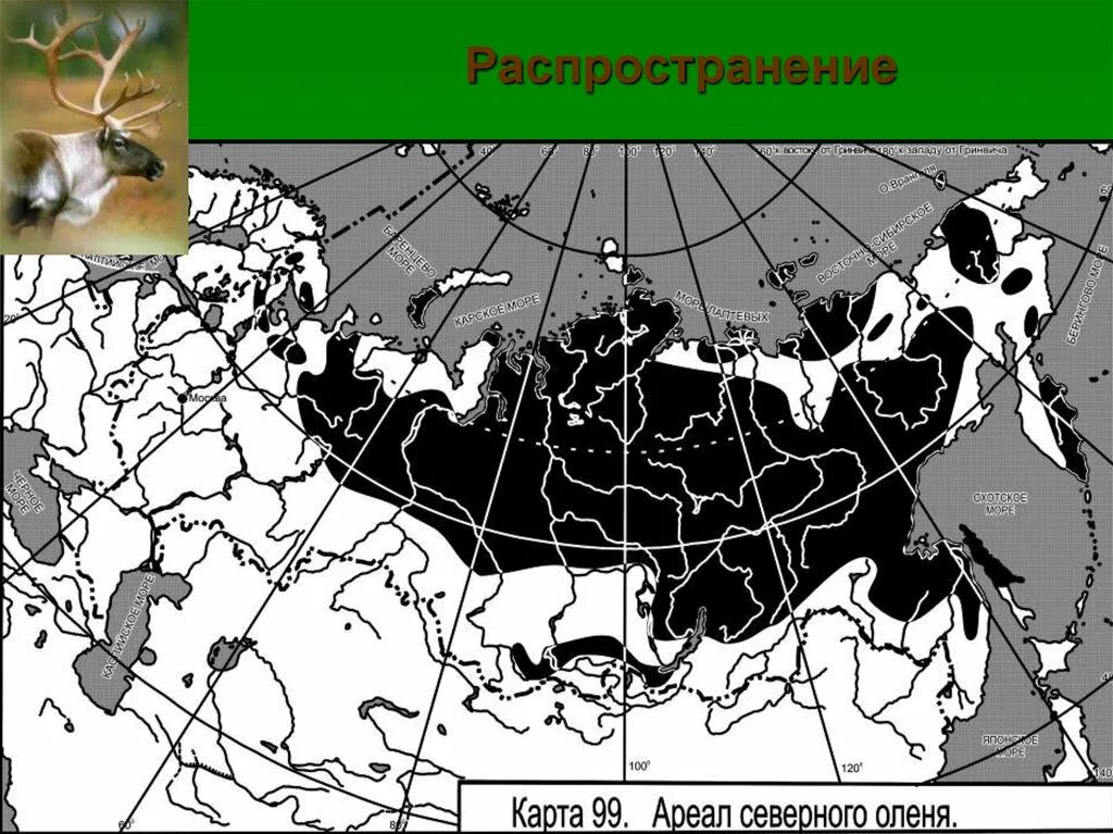Ареал обитания марала в России на карте. Ареал обитания Северного оленя в России на карте. Ареал обитания оленей в России. Ареал обитания оленей в России карта.