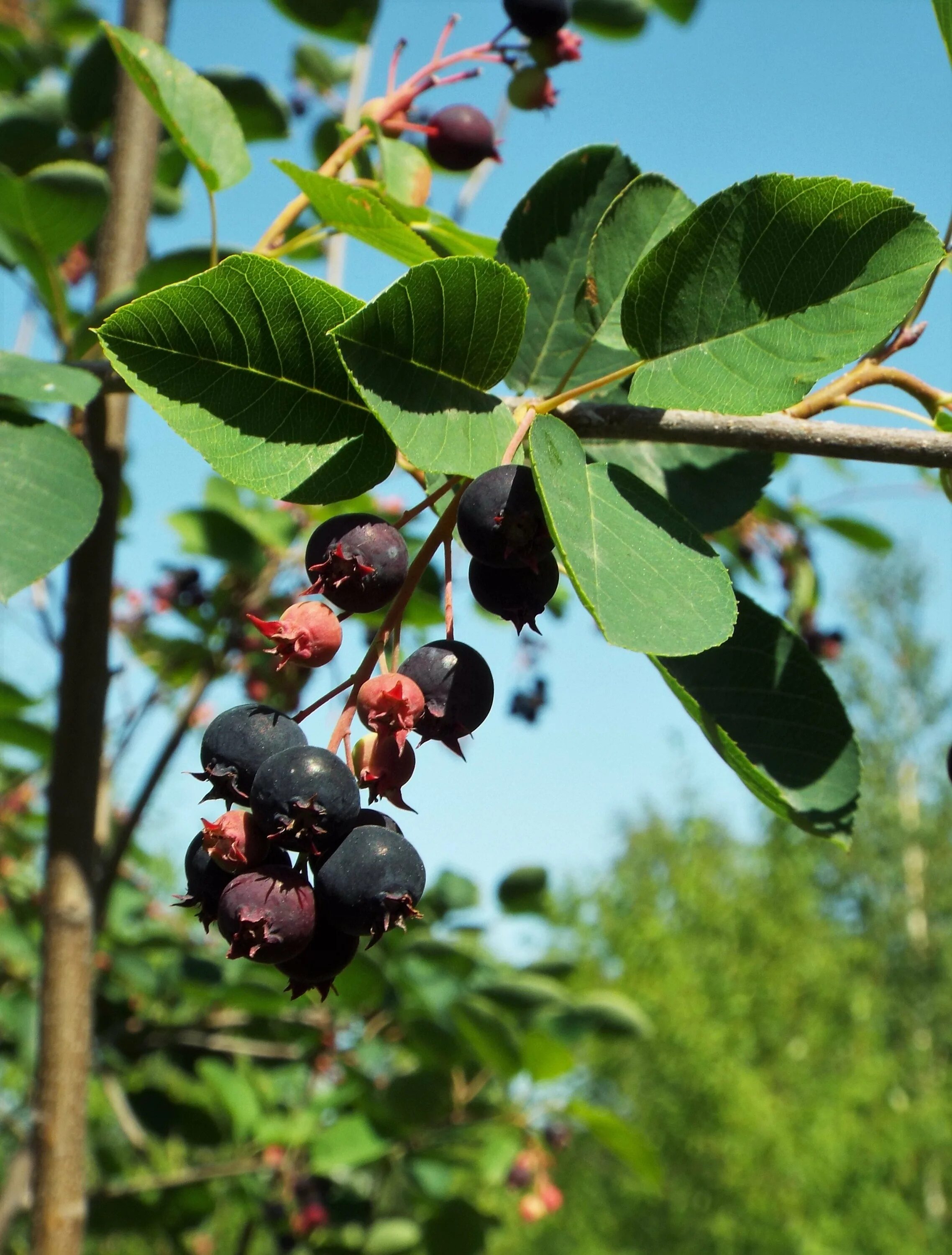 пирус ягода. Pyrus armeniacifolia. ирга в северной америке. ирга ягода куст. ткань шерсть цвета ягод ирги.