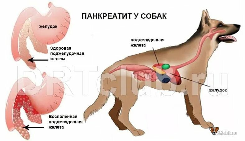 Можно печень йорку. Поджелудочная железа собаки. Воспаление поджелудочной железы (панкреатит) у животных. Функции поджелудочной железы у собак. Симптомы заболевания поджелудочной железы у собак.